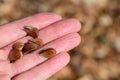 An open hand holds the seeds of a beech tree against a brown background