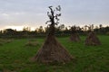 Open haystacks as mice shelters near owl nest box Royalty Free Stock Photo