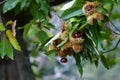 Open hedgehog with chestnuts inside hanging on a tree in a forest in Tuscany, Italy. Chestnuts harvest period