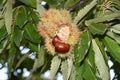 Open hedgehog with chestnuts inside hanging on a tree in a forest in Tuscany, Italy