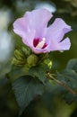 Open hibiscus flower pink color with stamens and pistil macro and buds