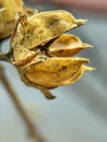 an open Hibiscus seed pod on a bush branch