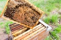 Open hive, beekeeping Royalty Free Stock Photo