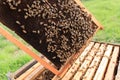 Open hive, beekeeping Royalty Free Stock Photo