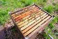 Open hive, beekeeping Royalty Free Stock Photo