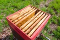 Open hive, beekeeping Royalty Free Stock Photo