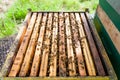 Open hive, beekeeping Royalty Free Stock Photo