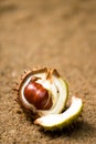 Open horse chestnut shell Royalty Free Stock Photo