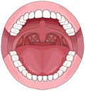 Open human mouth with tongue uvula full teeth upper lower jaw