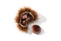 Open husk and chestnut inside isolated