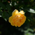 Open, incredibly beautiful yellow rose in the garden