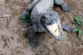 Open the jaws of a crocodile. Royalty Free Stock Photo
