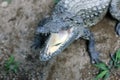 Open the jaws of a crocodile. Royalty Free Stock Photo