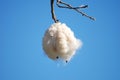 Open Kapok seed pod in a tree