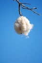 Open Kapok seed pod in a tree vertical