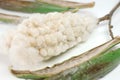 Open Kapok seed pod in white background