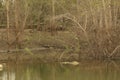 An open lake with less or partial water which is the lifeline of many animals and birds live around