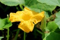 Open large bright yellow pumpkin flower next to closed flower bud surrounded with thick green leaves planted in local urban garden Royalty Free Stock Photo