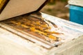 Open lid of beehive in cold weather in spring. Inspection of bee families on apiary in spring in cold weather. Bees under film, on