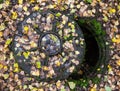 Open manhole covered with autumn leaves Royalty Free Stock Photo
