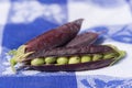 Open marrowfat pea in blue Royalty Free Stock Photo