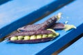 Open marrowfat pea in blue Royalty Free Stock Photo