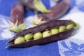 Open marrowfat pea in blue Royalty Free Stock Photo