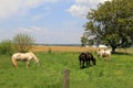 Open meadow with horses grazing Royalty Free Stock Photo