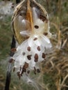 Dried open milkweed pods and seeds inside Royalty Free Stock Photo