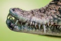 Open Mouth Of A Crocodile With Sharp Fangs Close Up