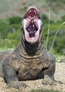 The open mouth of the Komodo dragon. Close up portrait, front view.