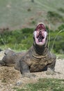 The open mouth of the Komodo dragon. Close up portrait, front view. Komodo dragon.  Scientific name: Varanus Komodoensis. Natural Royalty Free Stock Photo