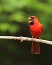 Open mouth male Northern Cardinal