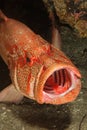 Open mouth rockcod Royalty Free Stock Photo