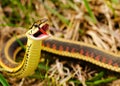Open Mouth Snake Royalty Free Stock Photo
