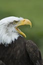 Open mouthed American Bald eagle. Royalty Free Stock Photo