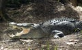Open mouthed Crocodile in the wild