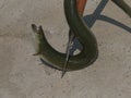 Eel caught with a pitchfork Royalty Free Stock Photo