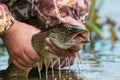 Fish In Hand. Open-Mouthed Large Speckled Pike With Drops Of Running Water In Fisherman's Hand. Fishing Trophies, Caught On A Royalty Free Stock Photo