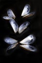 Open mussel shells on black background Royalty Free Stock Photo