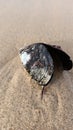 Open mussels lie on wet sand near Lisbon on the ocean Royalty Free Stock Photo