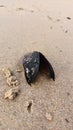 Open mussels lie on wet sand near Lisbon on the ocean Royalty Free Stock Photo