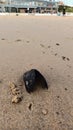 Open mussels lie on wet sand near Lisbon on the ocean Royalty Free Stock Photo