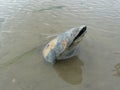 An open mussle half buried in the brown sand in the water Royalty Free Stock Photo