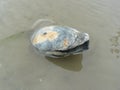 An open mussle half buried in the brown sand in the water Royalty Free Stock Photo