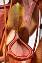 Open Nepenthes pitcher