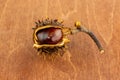 Open old chestnut with sharp spikes close-up on a wooden background Royalty Free Stock Photo