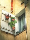 Open old town house window with white curtains and potted flowers in morning light Royalty Free Stock Photo