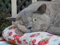Open one eye cat sleeping alert lookout pedigree british shorthair