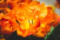 Open orange parrot tulip closeup Royalty Free Stock Photo